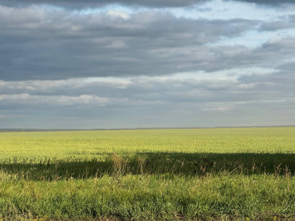 Алтын дән мен сары күнбағыс: Биылғы егіннен не күтеміз?