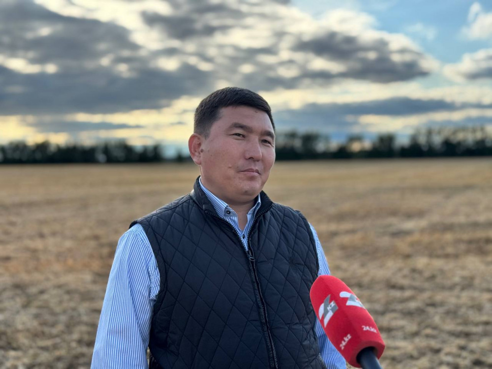 Алтын дән мен сары күнбағыс: Биылғы егіннен не күтеміз?