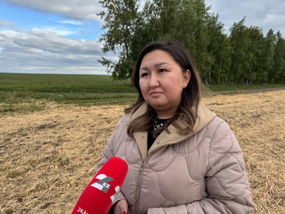 Алтын дән мен сары күнбағыс: Биылғы егіннен не күтеміз?