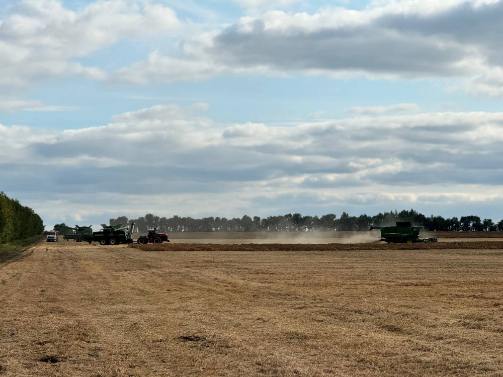 Алтын дән мен сары күнбағыс: Биылғы егіннен не күтеміз?