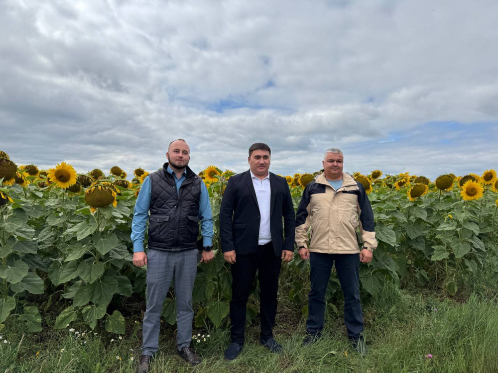 Алтын дән мен сары күнбағыс: Биылғы егіннен не күтеміз?