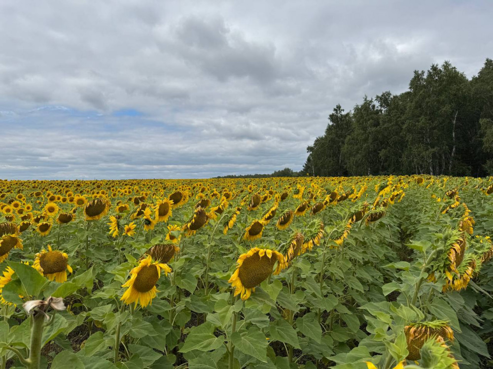 Алтын дән мен сары күнбағыс: Биылғы егіннен не күтеміз?