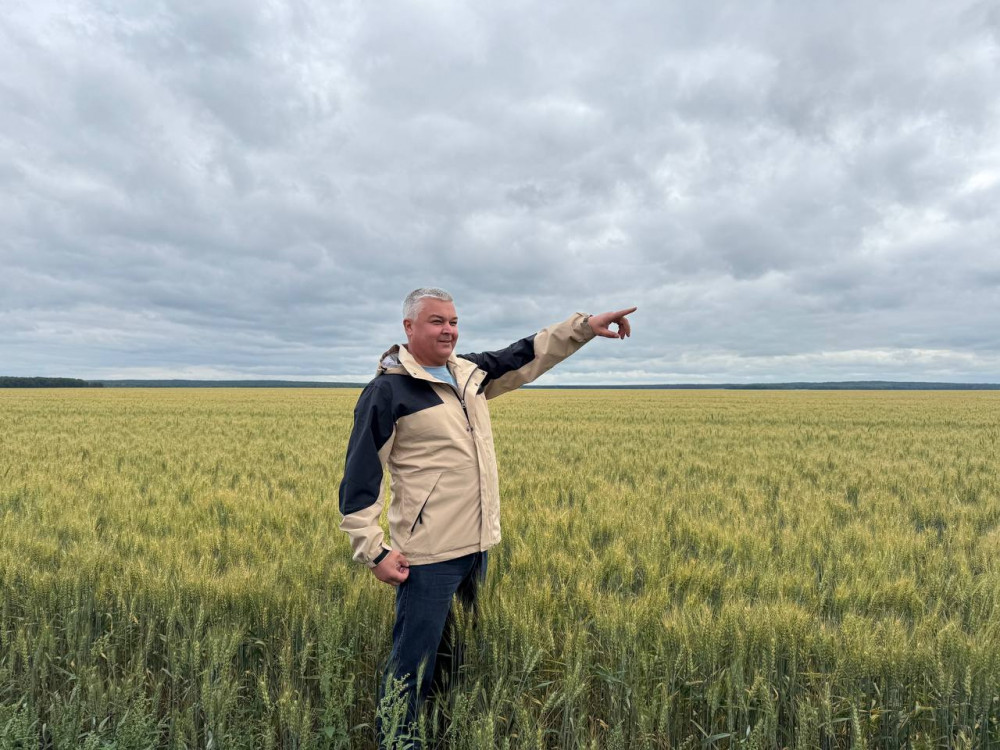 Алтын дән мен сары күнбағыс: Биылғы егіннен не күтеміз?