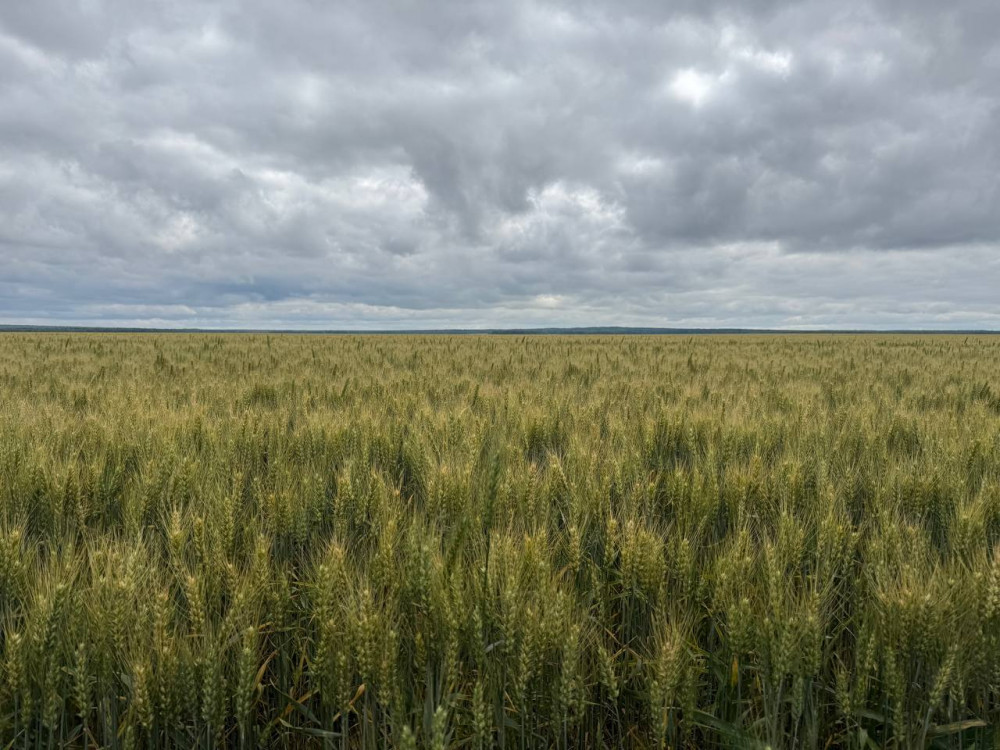 Алтын дән мен сары күнбағыс: Биылғы егіннен не күтеміз?