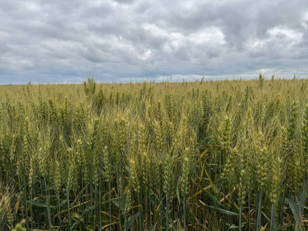 Алтын дән мен сары күнбағыс: Биылғы егіннен не күтеміз?