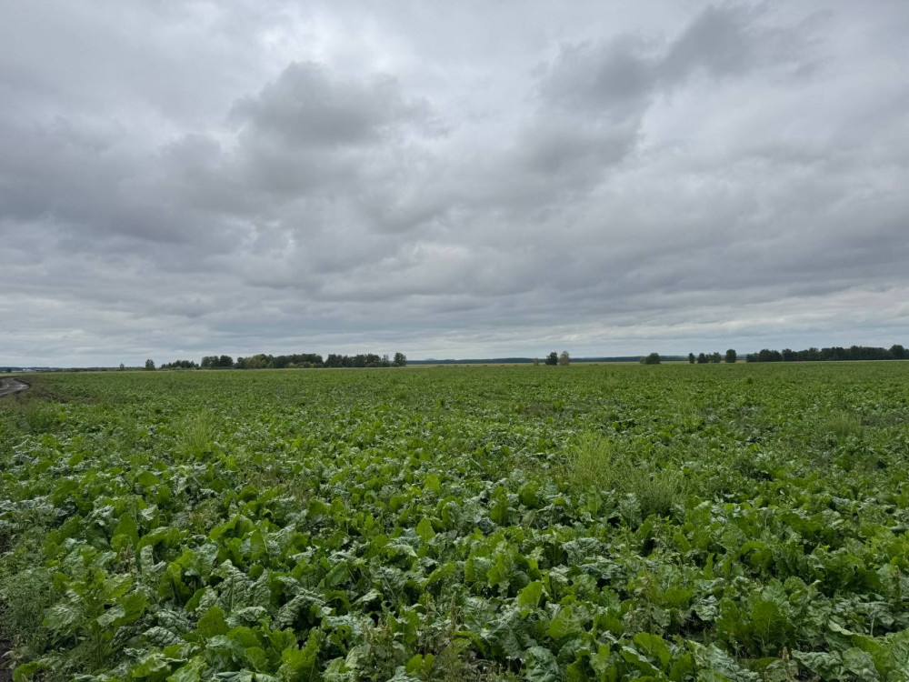 Алтын дән мен сары күнбағыс: Биылғы егіннен не күтеміз?