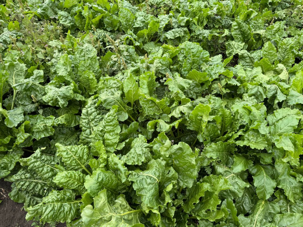 Алтын дән мен сары күнбағыс: Биылғы егіннен не күтеміз?