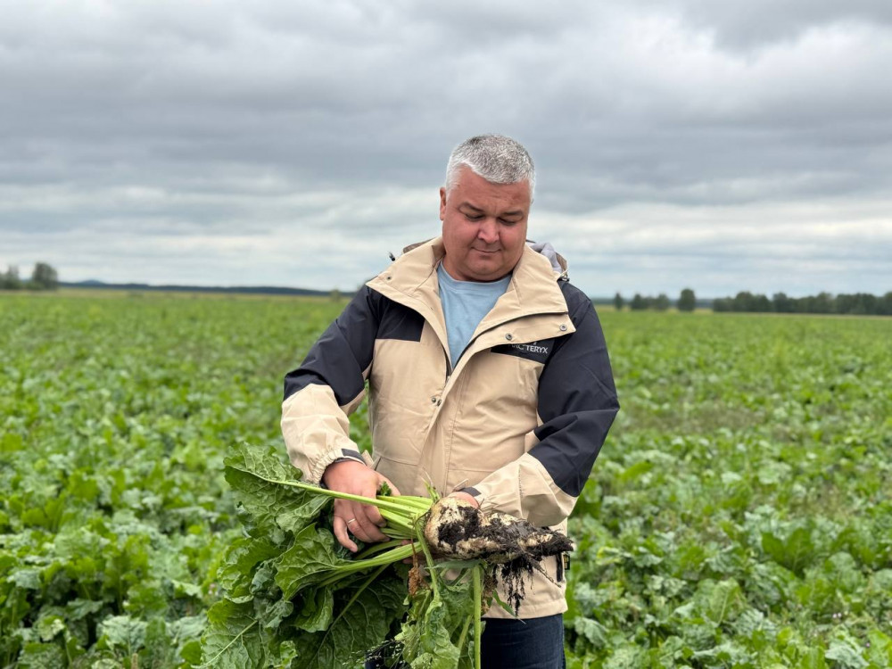 Алтын дән мен сары күнбағыс: Биылғы егіннен не күтеміз?