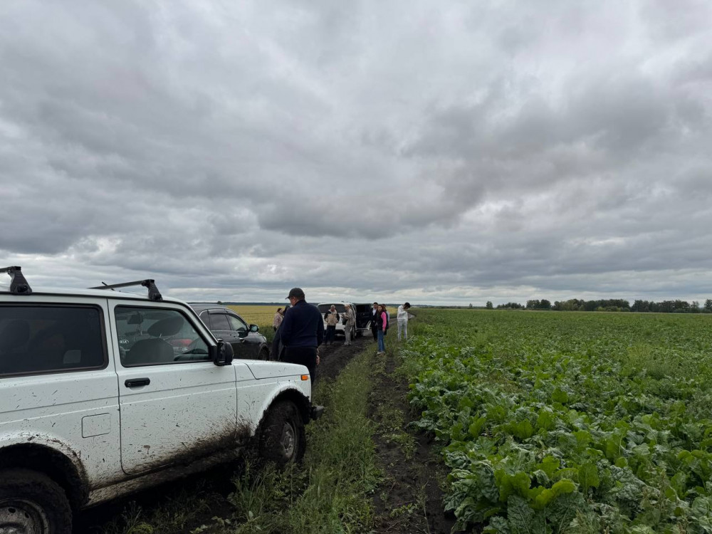 Алтын дән мен сары күнбағыс: Биылғы егіннен не күтеміз?