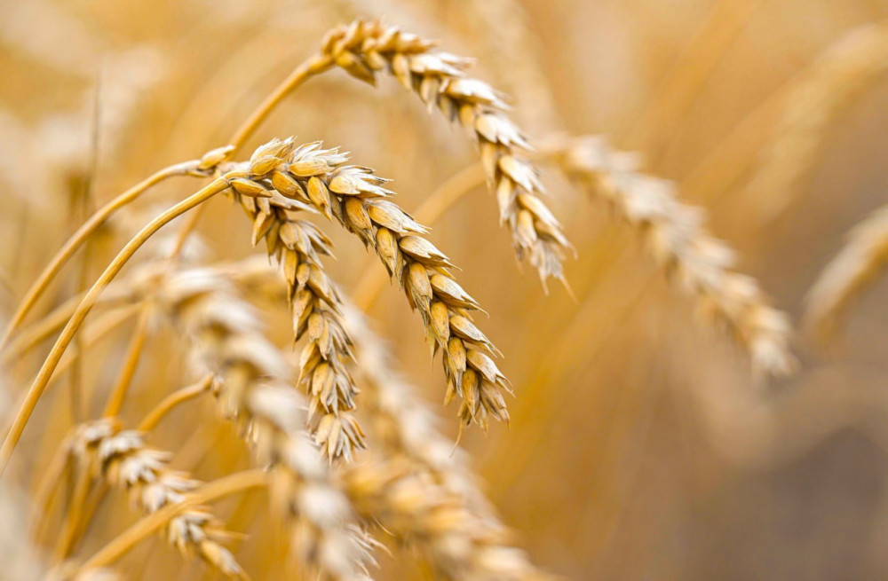 Ақмола облысындағы егін даласы: Биылғы науқанның табысты қадамдары