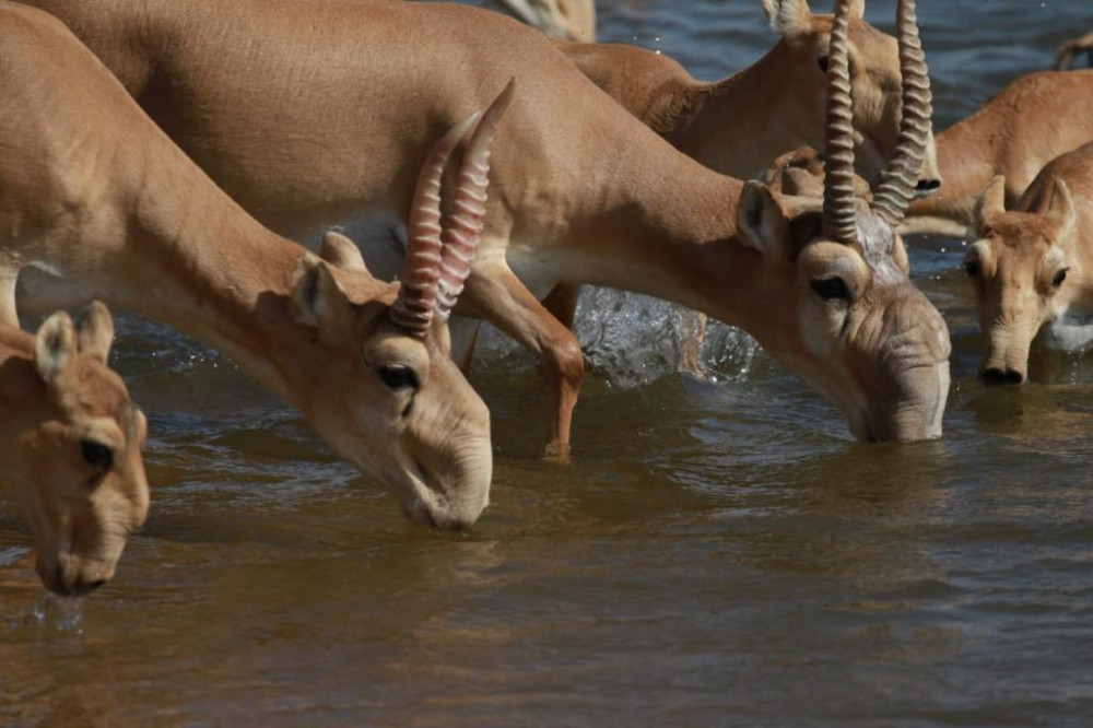 Каспий құбыр желісі консорциумы киіктерді қалай қорғады?