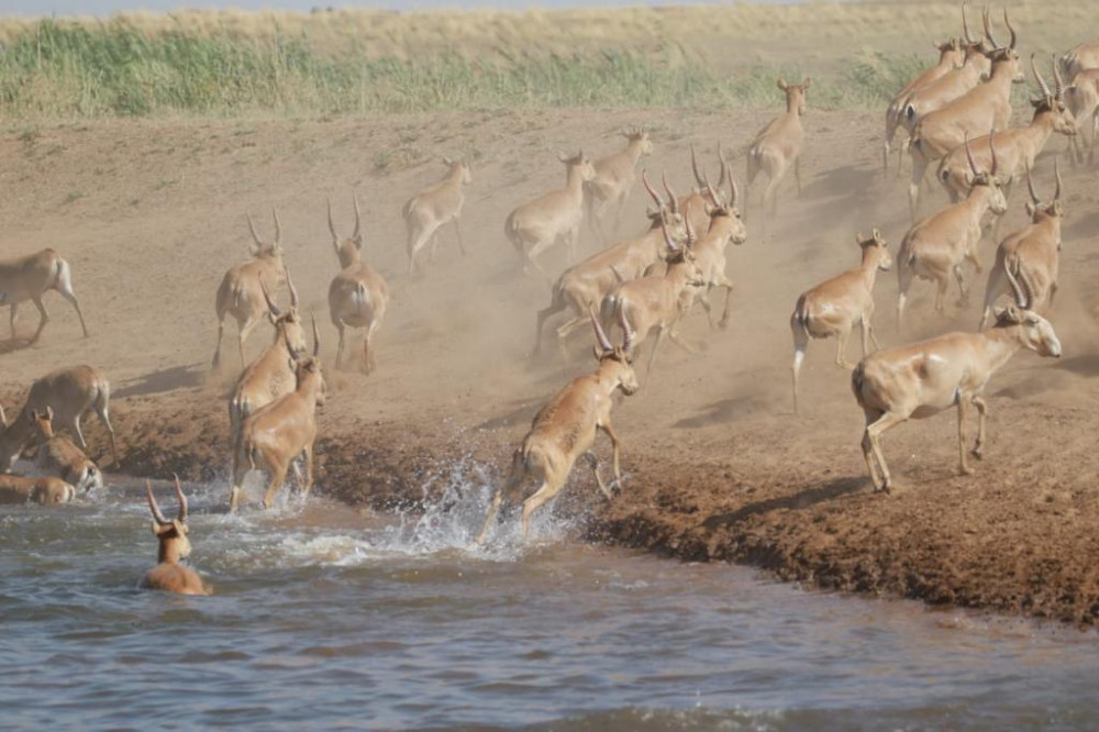 Каспий құбыр желісі консорциумы киіктерді қалай қорғады?