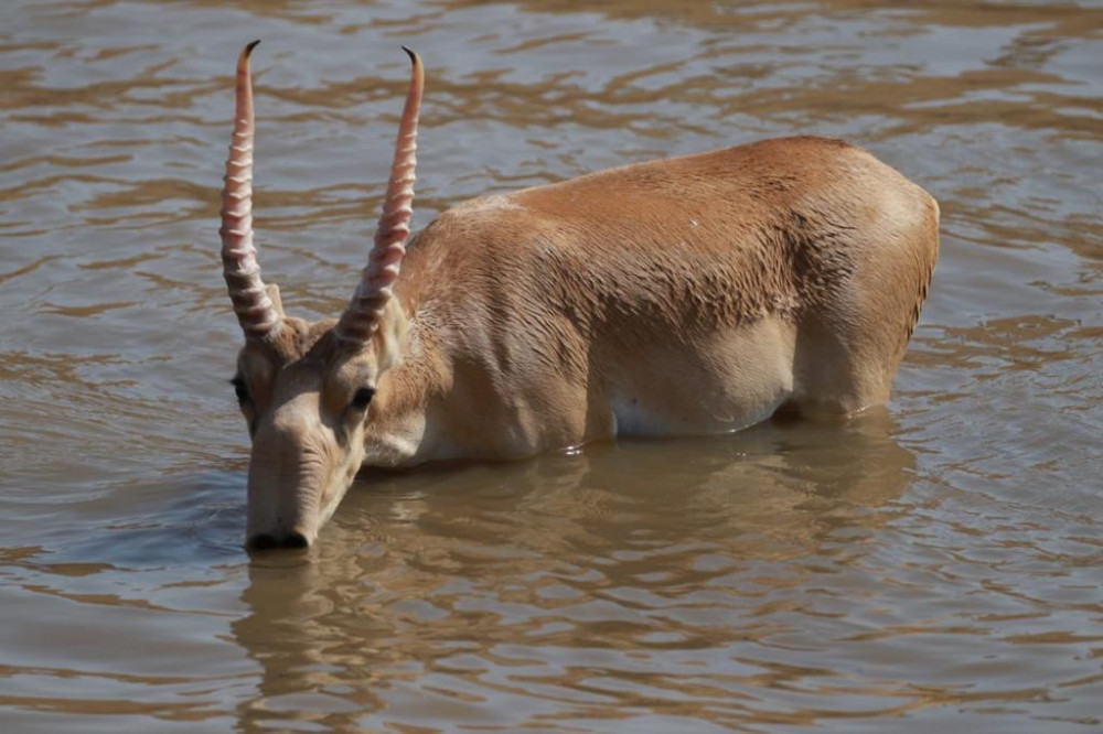 Каспий құбыр желісі консорциумы киіктерді қалай қорғады?