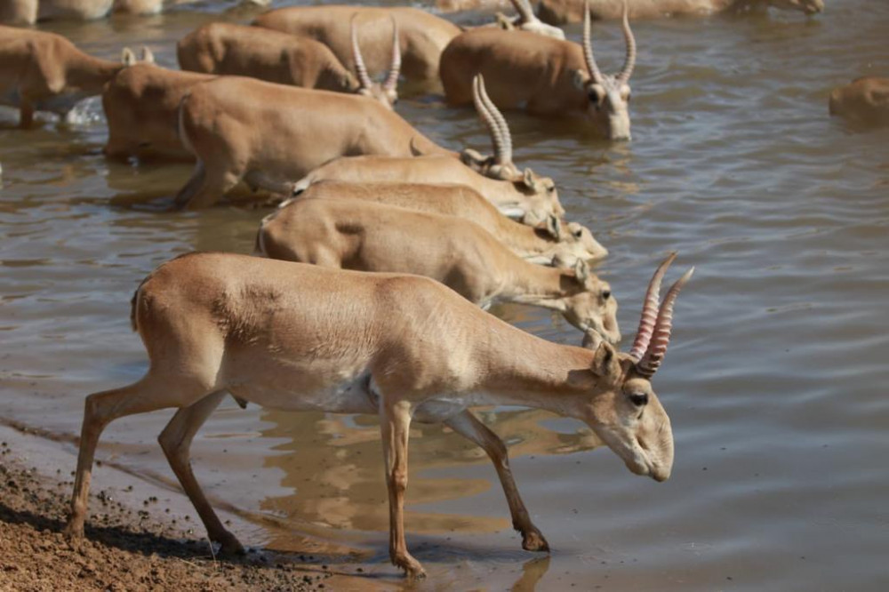 Каспий құбыр желісі консорциумы киіктерді қалай қорғады?