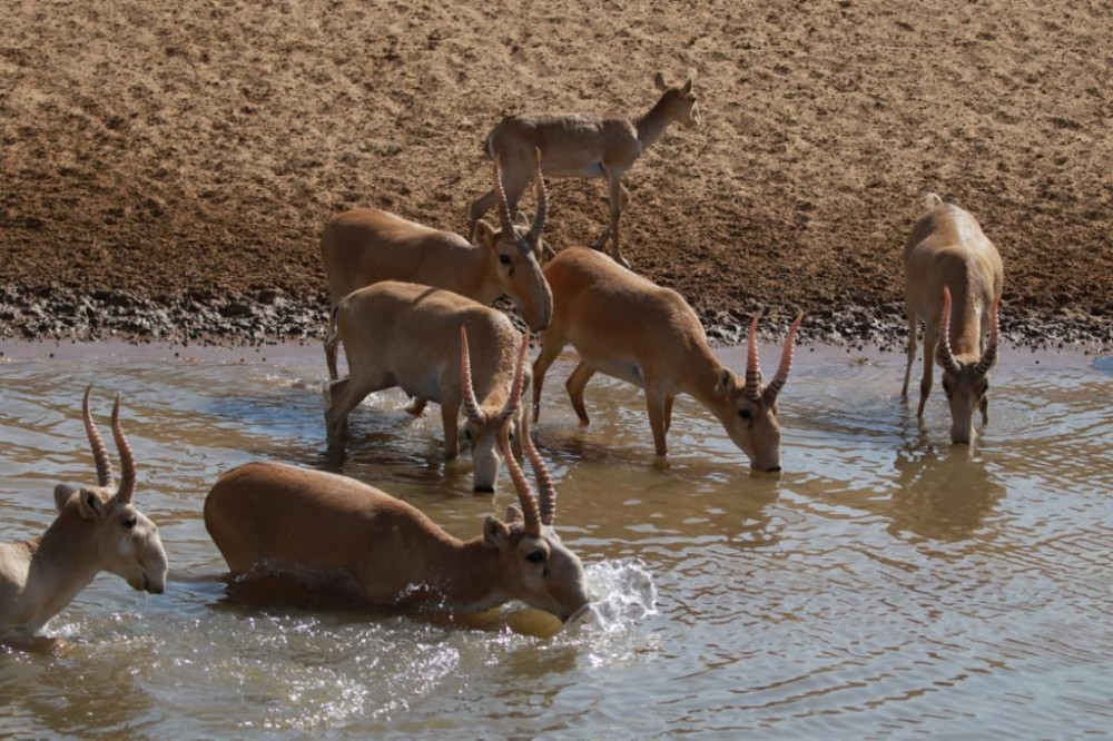Каспий құбыр желісі консорциумы киіктерді қалай қорғады?