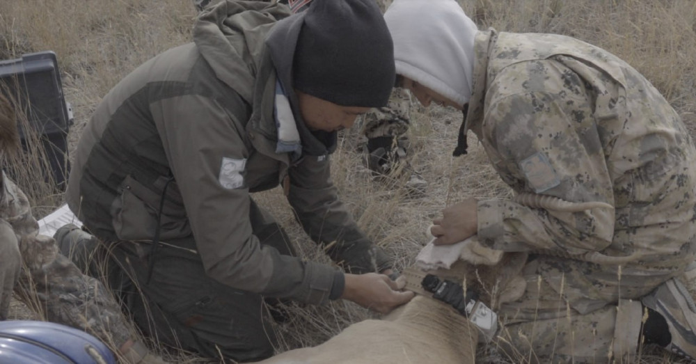 Каспий құбыр желісі консорциумы киіктерді қалай қорғады?