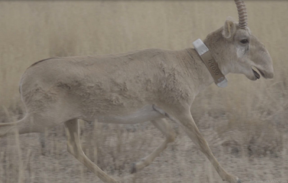 Каспий құбыр желісі консорциумы киіктерді қалай қорғады?