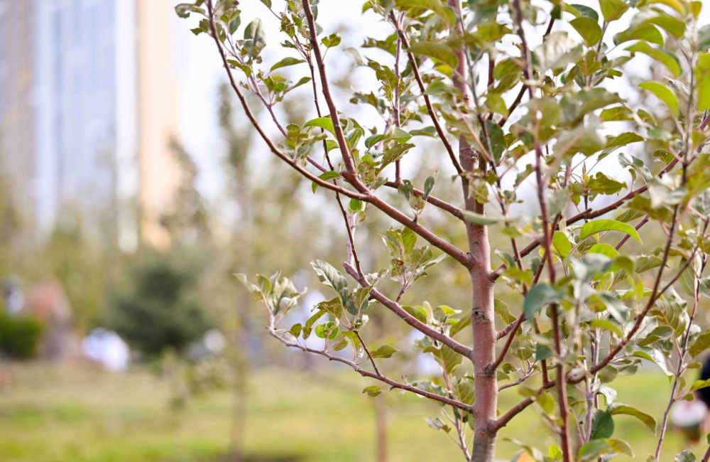 "Таза Қазақстан": Мемлекет басшысы жастармен бірге ағаш екті