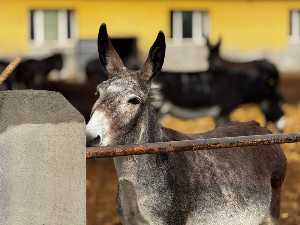 Қандай есек