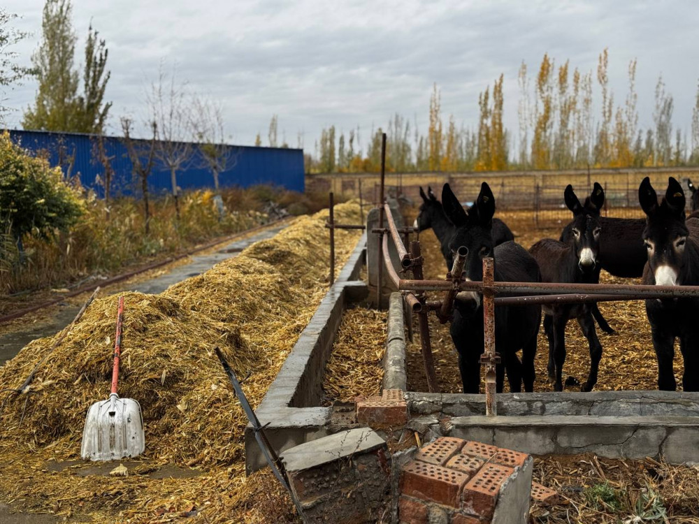 Қытай есектің сүтінен денсаулыққа пайдалы дәрі шығарып жатыр