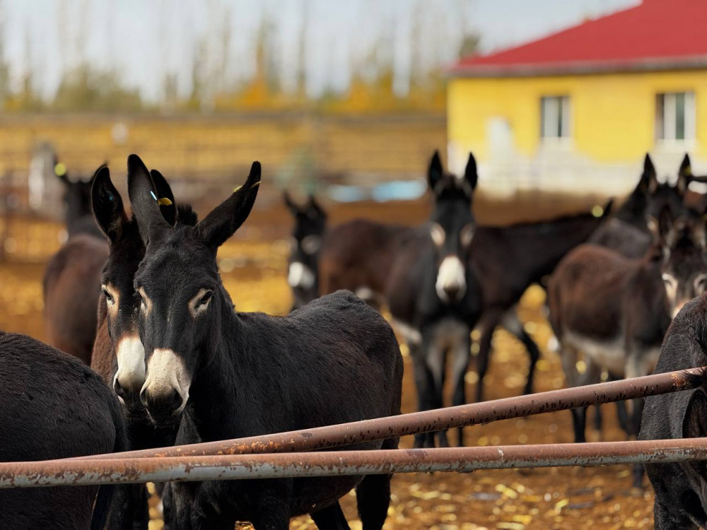 Есектің шәуетінің жақыннан түсірілуі