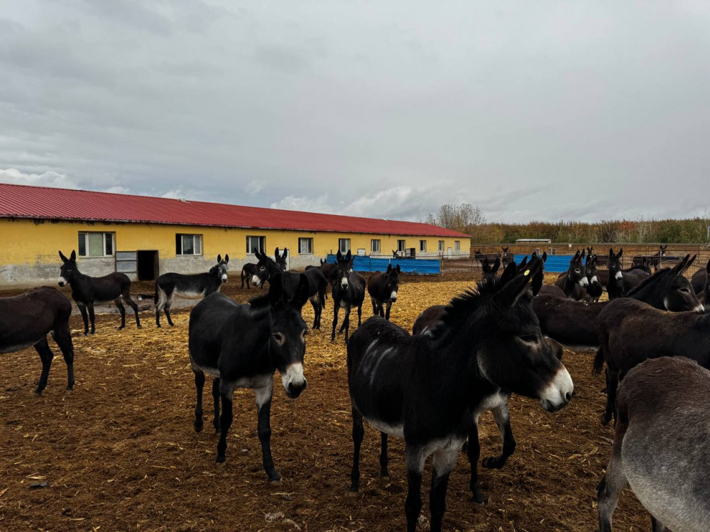 Порно блять такси