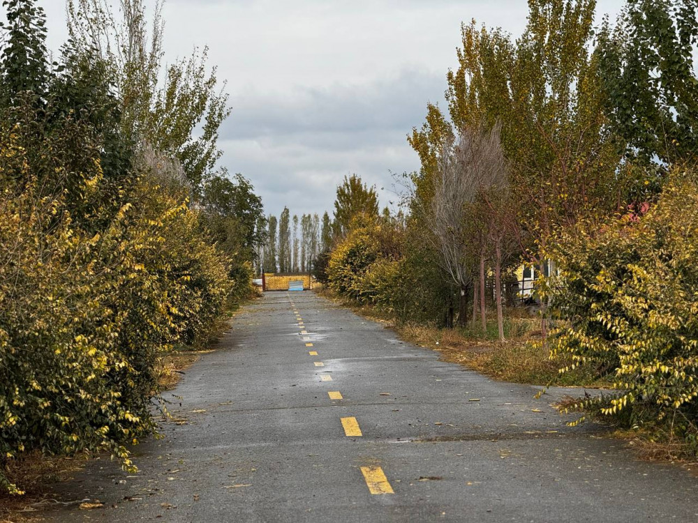 Қытай есектің сүтінен денсаулыққа пайдалы дәрі шығарып жатыр