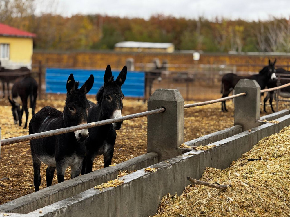 Порно жұлдыруда қатты трахает