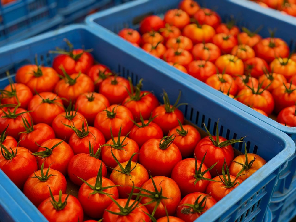 Этникалық қазақ қызанақ өсірудің технологиясымен таңғалдырды