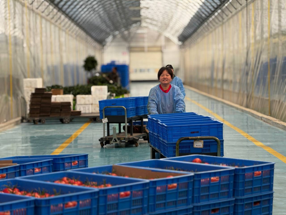 Этникалық қазақ қызанақ өсірудің технологиясымен таңғалдырды