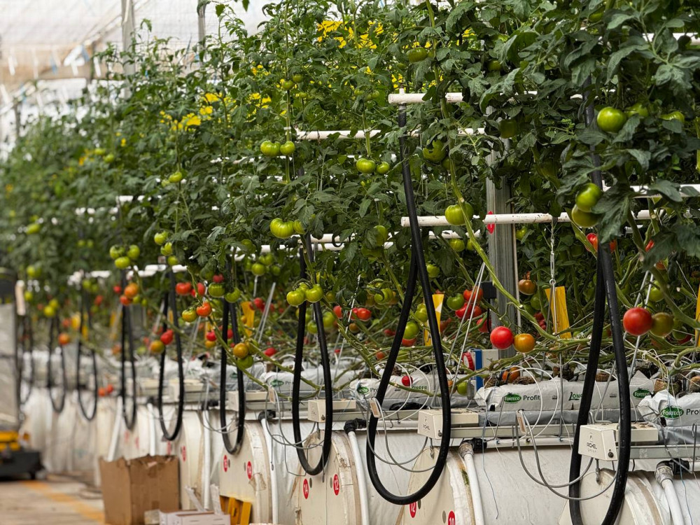 Этникалық қазақ қызанақ өсірудің технологиясымен таңғалдырды