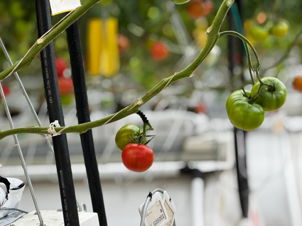 Этникалық қазақ қызанақ өсірудің технологиясымен таңғалдырды