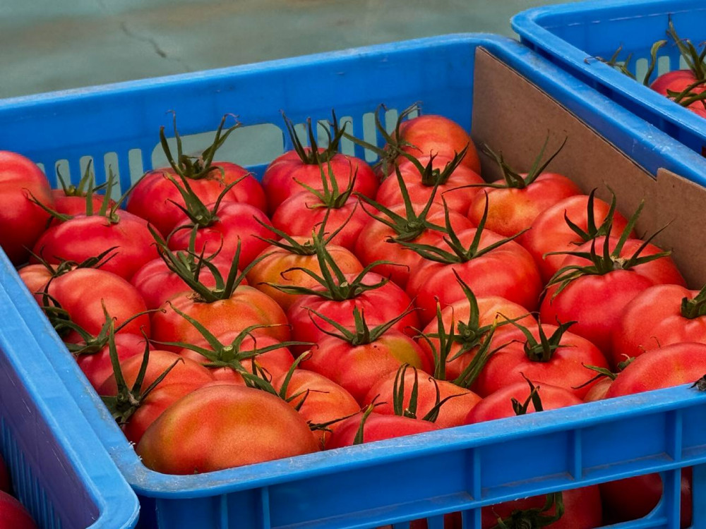 Этникалық қазақ қызанақ өсірудің технологиясымен таңғалдырды