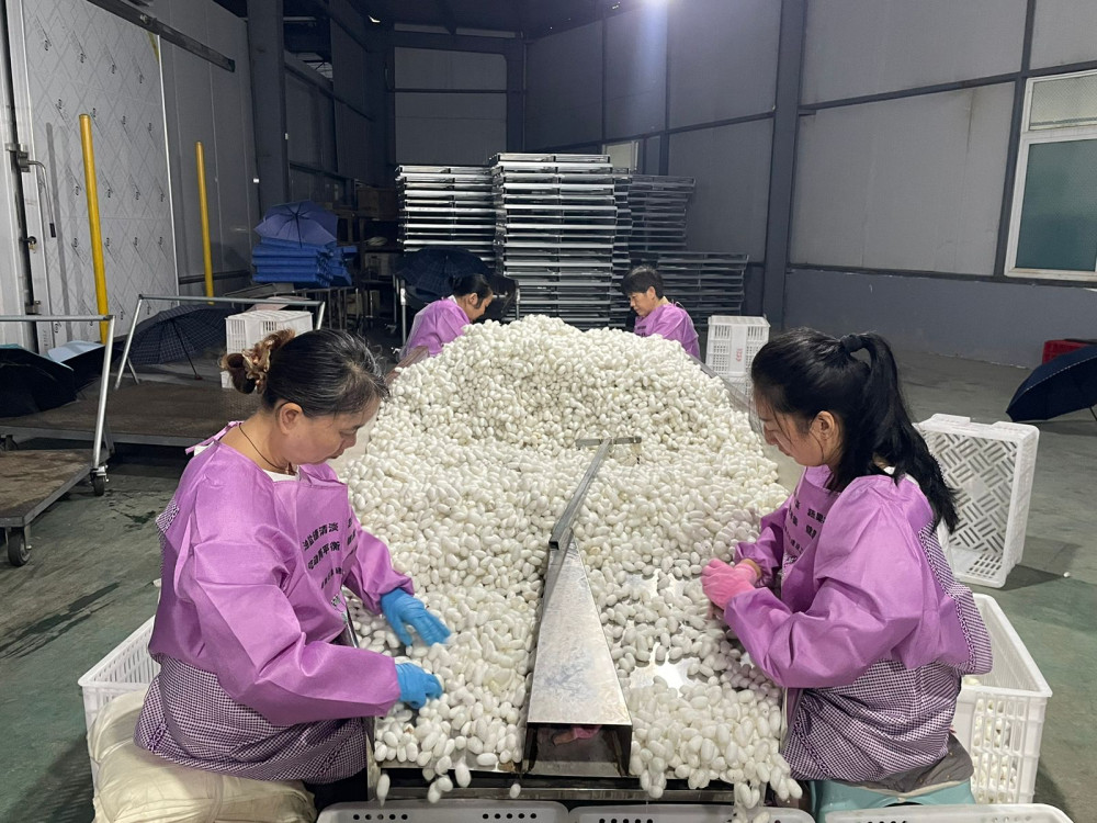 Жібек шаруашылығы алғаш шыққан аймақты білесіз бе?