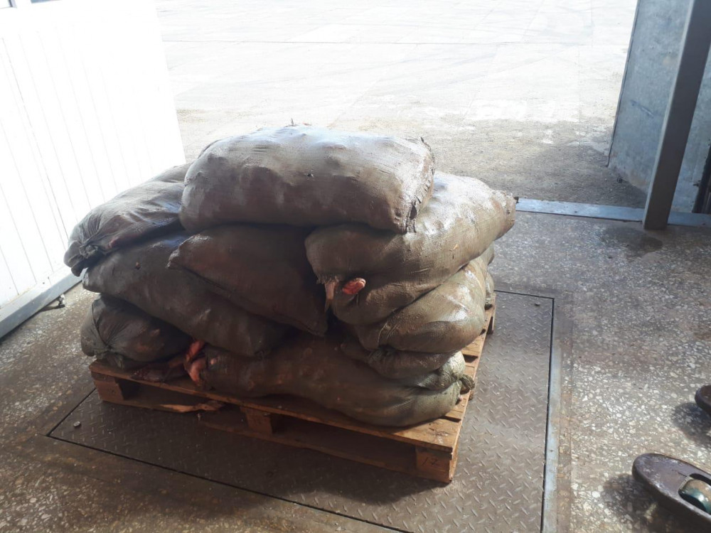 1 тоннадан астам заңсыз балық тасымалдаған Қызылорда облысының тұрғыны ұсталды