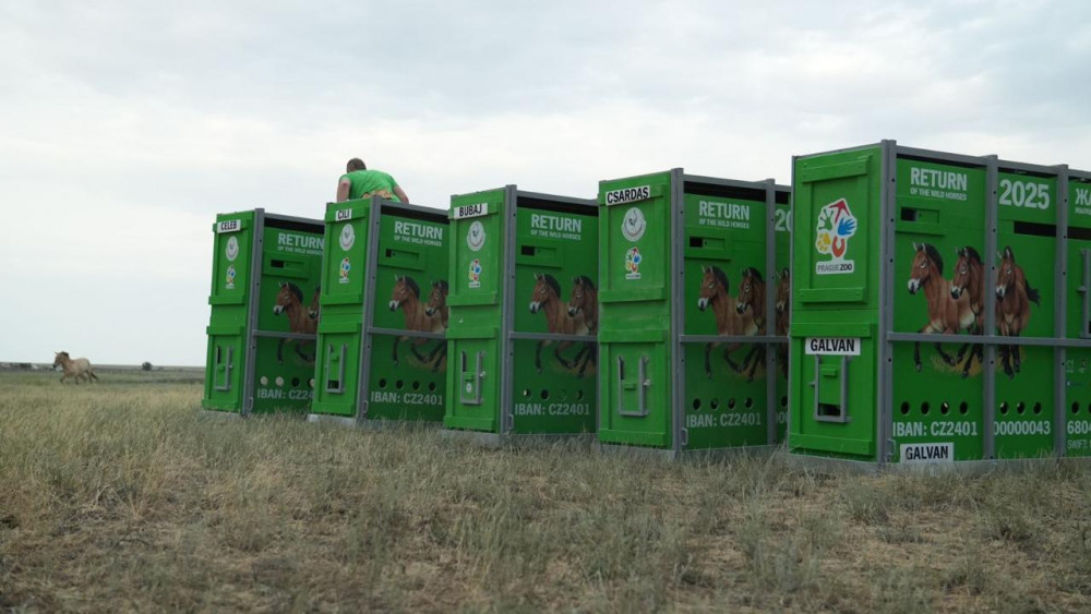 Қазақстанға керқұландардың жаңа тобы келіп жетті