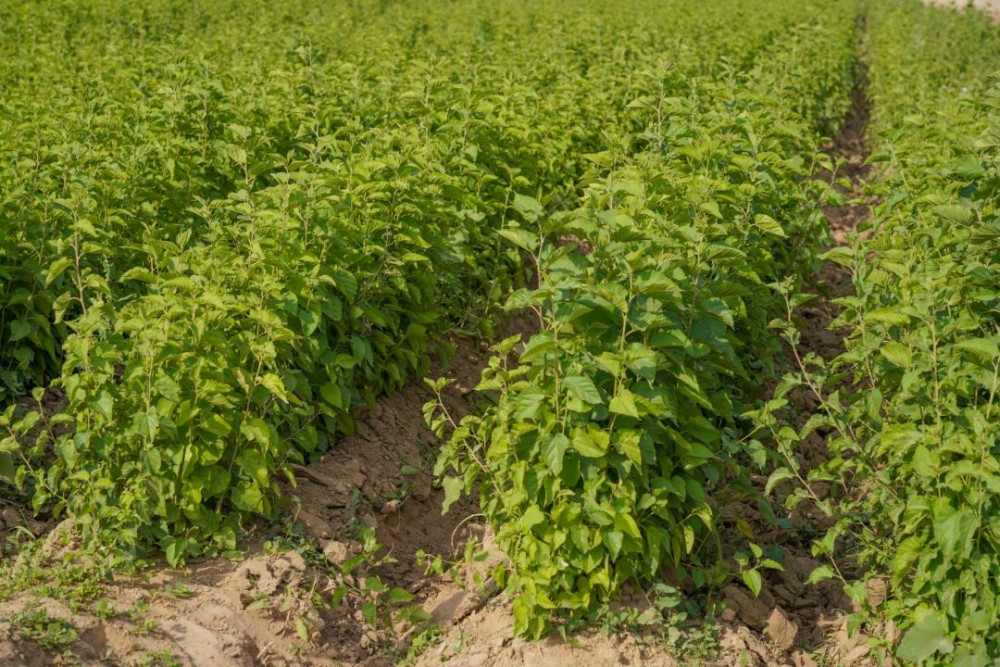 Түркістандағы "Жасыл белдеу" жайқалып келеді