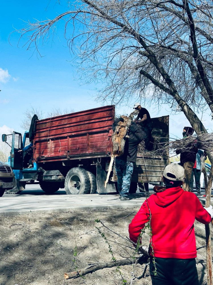 Қызылорда облысында 35 мың түп ағаш егу жоспарланып отыр
