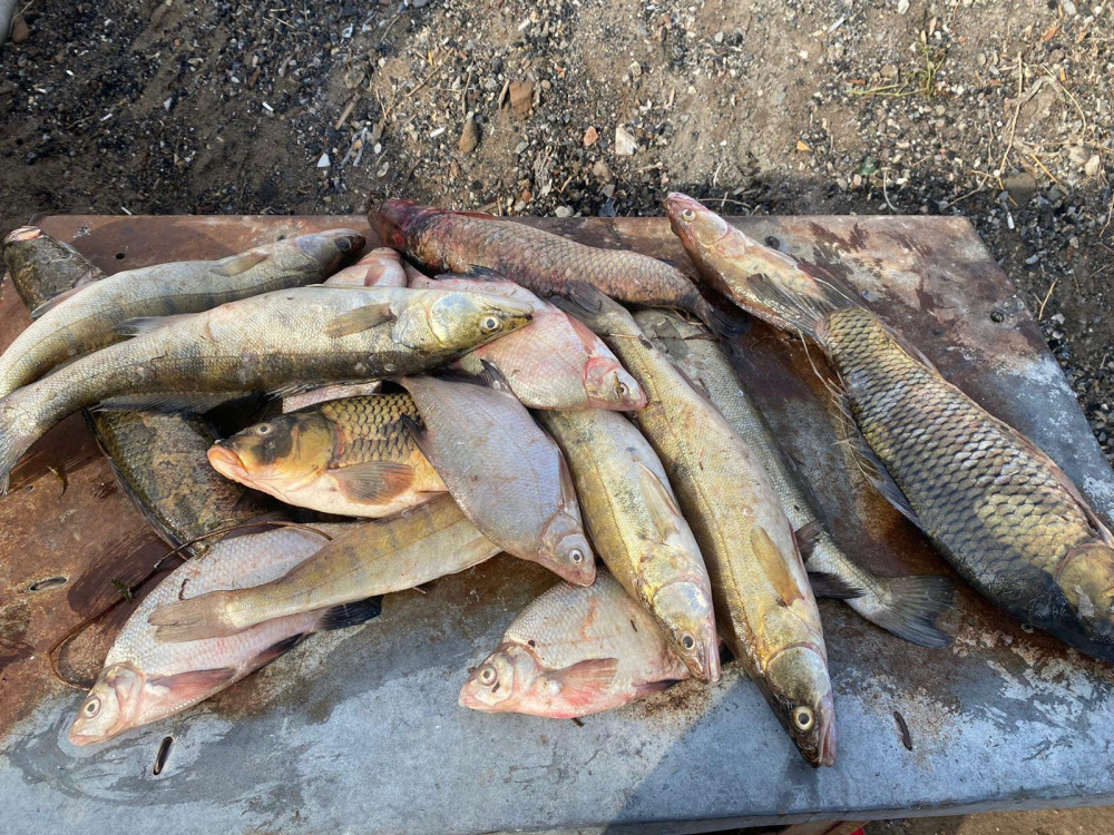 Жетісуда заңсыз балық аулайтындар көп