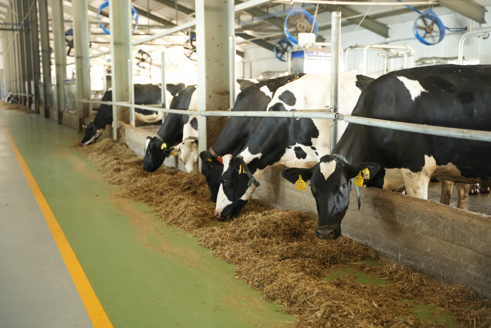 Ауылдан шыққан бренд: Қазақстанда ет пен сүт өндірісін кімдер дамытып жатыр?