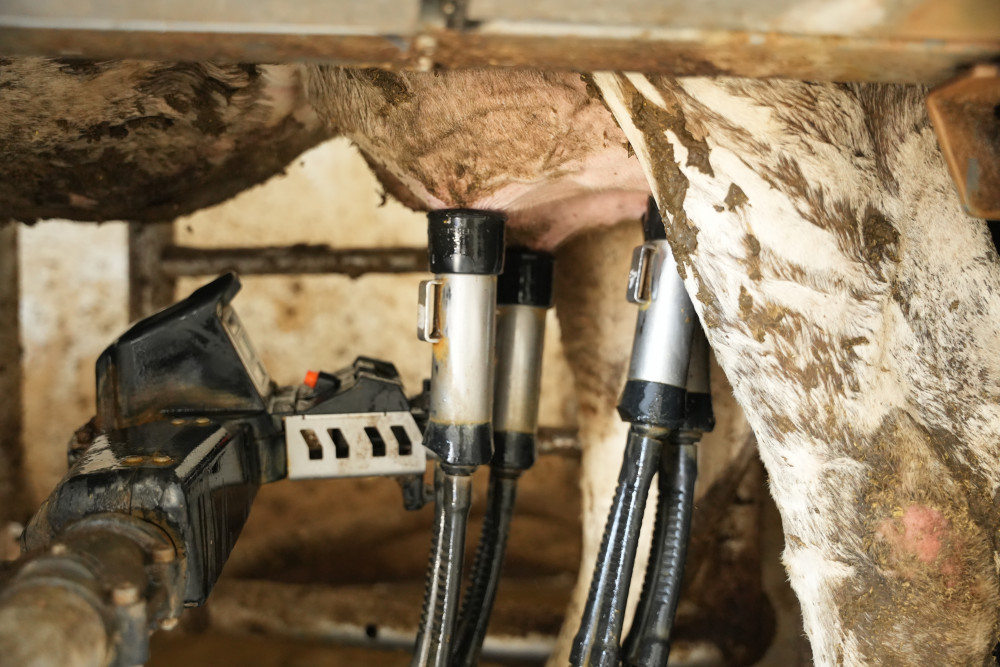 Ауылдан шыққан бренд: Қазақстанда ет пен сүт өндірісін кімдер дамытып жатыр?