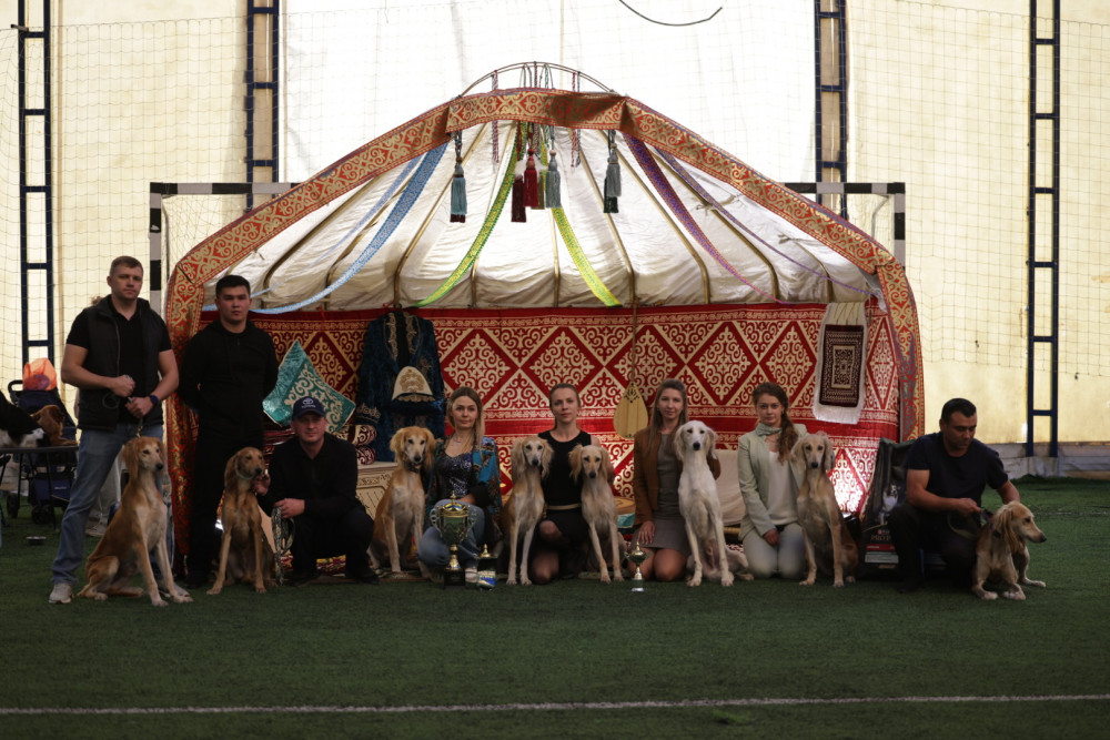 Алматыда "Kazakh tazy" монотұқымдық көрмесі өтті