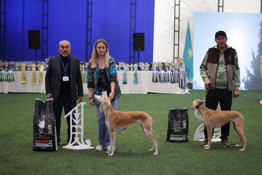 Алматыда "Kazakh tazy" монотұқымдық көрмесі өтті