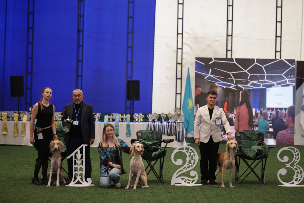 Алматыда "Kazakh tazy" монотұқымдық көрмесі өтті