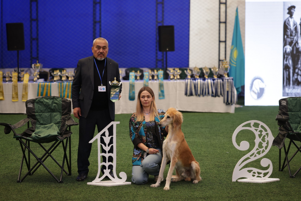 Алматыда "Kazakh tazy" монотұқымдық көрмесі өтті