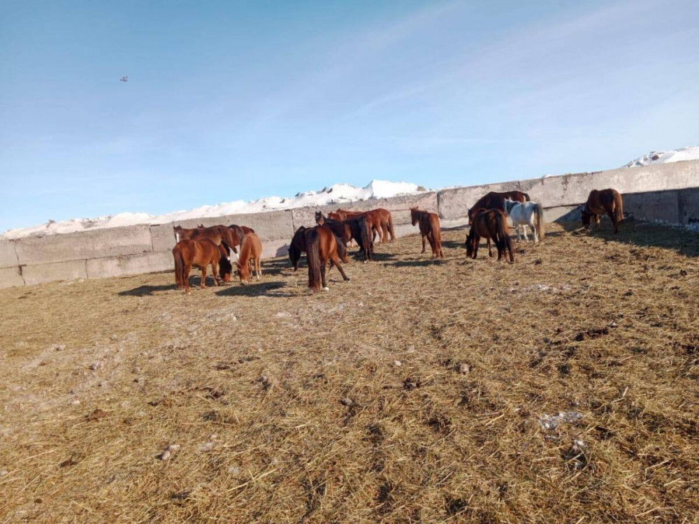 Қостанайда 25 млн теңгенің малын ұрлаған күдіктілер ұсталды