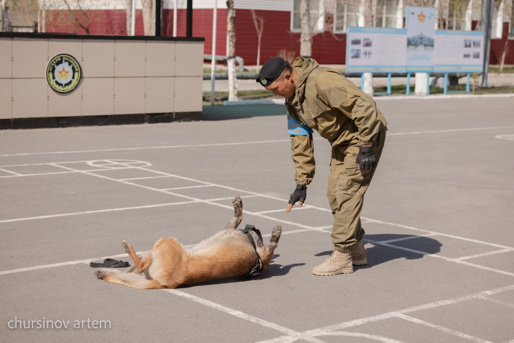 Қызығы мен қиындығы қатар жүретін кинология мамандығы