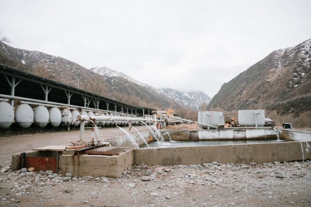 Биыл Алматы облысында балық өсіру көлемін 8 мың тоннаға дейін жеткізу жоспарлануда