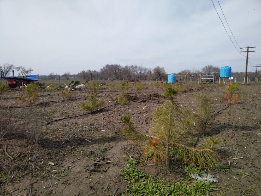 Халықаралық орман күніне орай Алматыда ағаш отырғызу маусымы басталды
