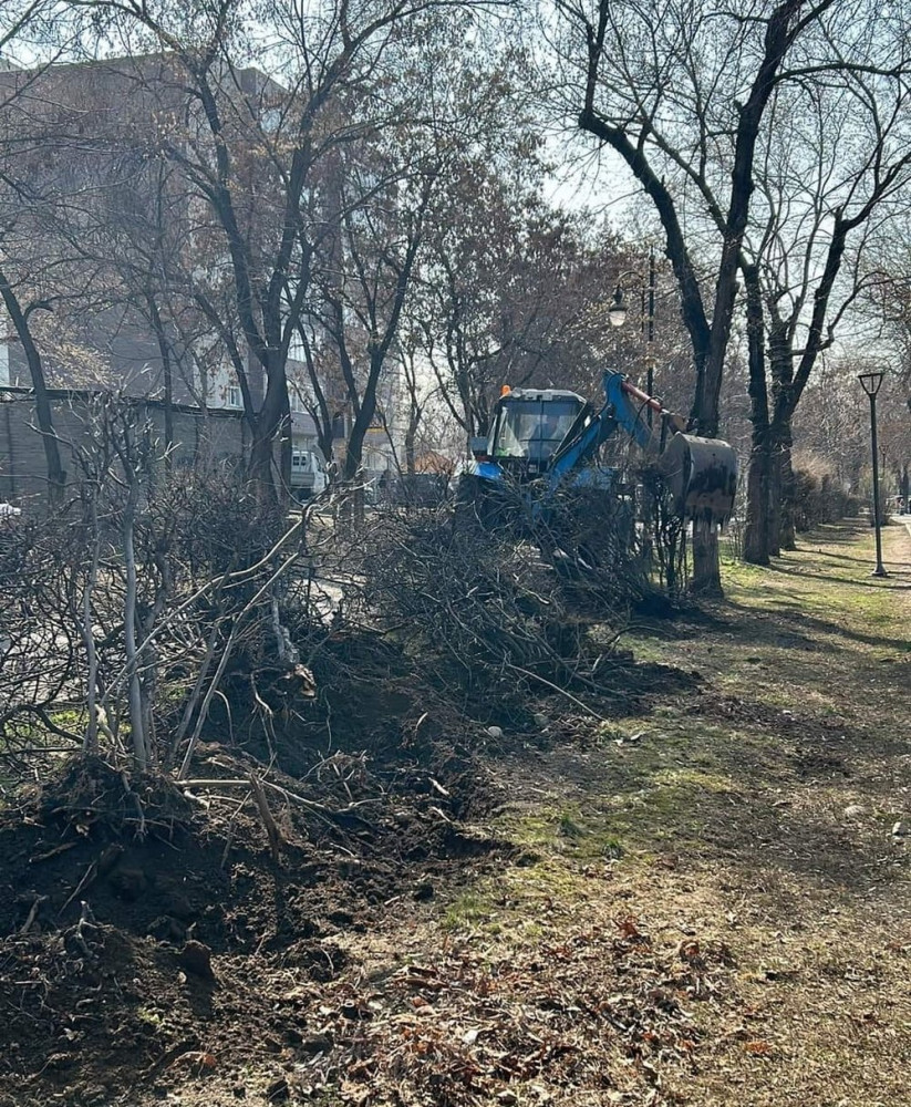 Алматы тұрғындары жасыл желектің жойылуына наразы